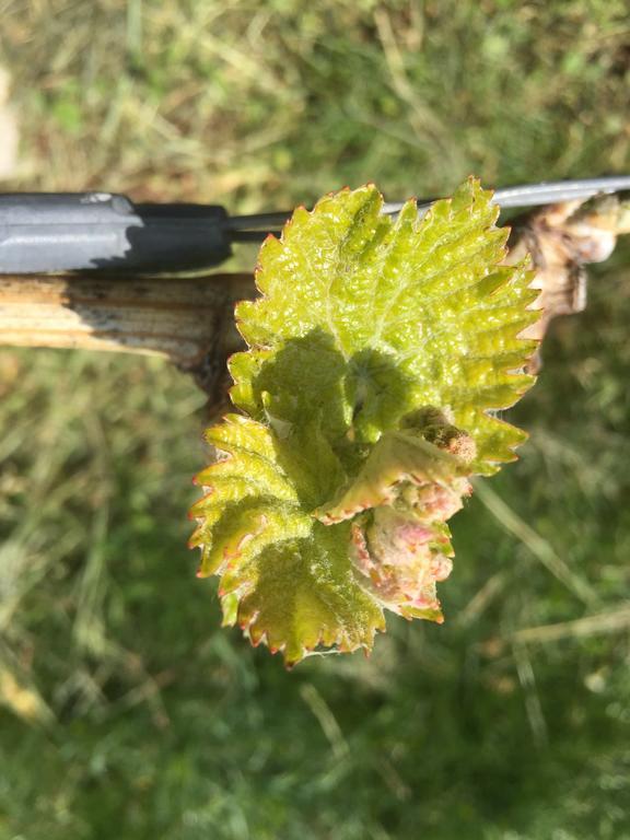 Zweytick Gaestezimmer Weingut Ratsch an der Weinstraße 外观 照片