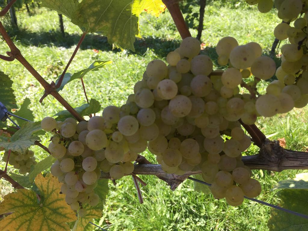 Zweytick Gaestezimmer Weingut Ratsch an der Weinstraße 外观 照片